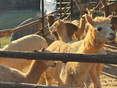 -泉州海丝野生动物世界