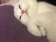 -客栈猫舍(中央北路店)