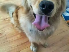 -荣耀金沙动物医院(清江西路店)