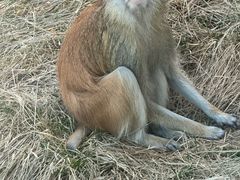 -青藏高原野生动物园