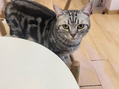 -猫咪派对(江南西店)