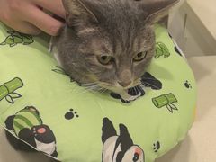 -艾吉宠物医院·疑难杂症转诊中心·猫友好(碧江路院)