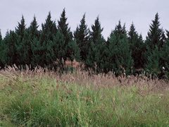 -汉长安城未央宫国家考古遗址公园