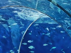 -上海海洋水族馆