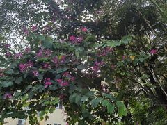 -人民公园(罗湖区)