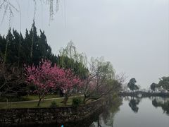 -无锡蠡湖国家湿地公园-蠡园