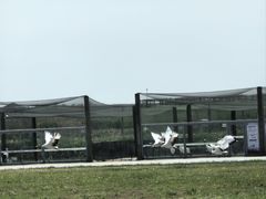 -盐城丹顶鹤湿地生态旅游区