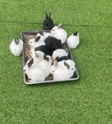 -萌宠亲子动物乐园(槐房万达店)