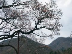 -黑河国家森林公园