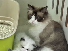 -青奢宠物·青奢猫舍