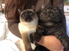 -艾贝尔宠物诊疗