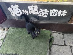 -猫的魔法密林(衣裳街店)