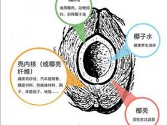 -东郊椰林