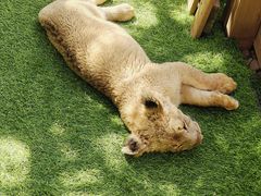 -鄂尔多斯野生动物园