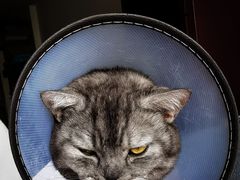 -喜多萌中农锦绣动物医院24H·猫科·牙科MRI·CT
