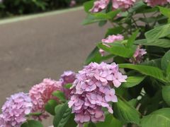 -合肥滨湖国家森林公园