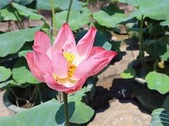 -广州莲花山旅游区