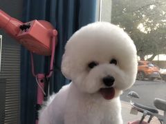 -福懋动物医院·犬猫全科·外科·重症科(杏林分院)