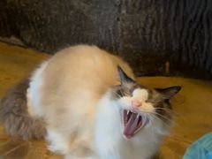 -猫猫幼稚园·撸猫·桌游·电玩