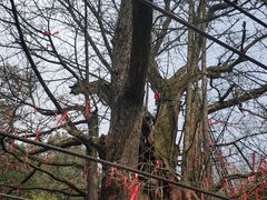 -西湖风景区十里琅珰-五云山