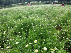 -松山湖梦幻百花洲