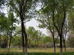 -大兴滨河森林公园