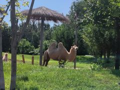 -北京野生动物园