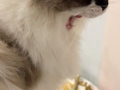 -川江滋香火锅(20年老品牌·星科店)