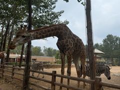 -大连森林动物园