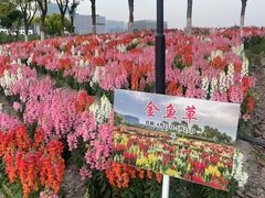 -春花秋色城市公园