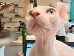 -飞行喵MR PILOT|猫舍·猫咖(静安大融城店)