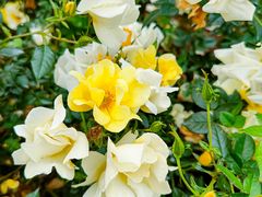 -人民公园(罗湖区)