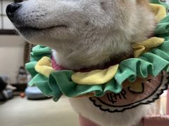 -逗柴咖啡屋·狗咖猫咖宠物桌游
