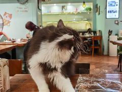 -猫小院猫主题餐厅(三里屯店)