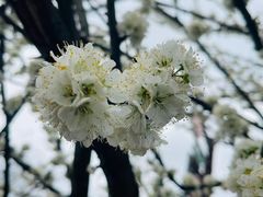 -大唐贡茶院