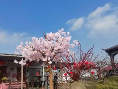 -樂桃源奉贤黄桃种植采摘基地