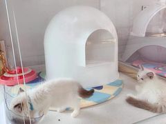 -糯米喵星人总部直营旗舰店·猫舍·幼猫出售