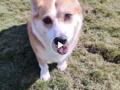 -趣玩宠物乐园寄养训犬训狗游泳池
