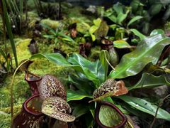 -国家植物园南园