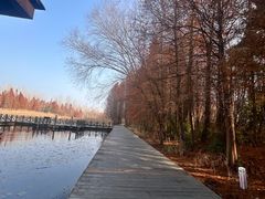 -溱湖国家湿地公园