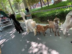 -辛玛王国游乐园