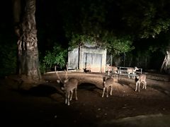 -清迈夜间动物园
