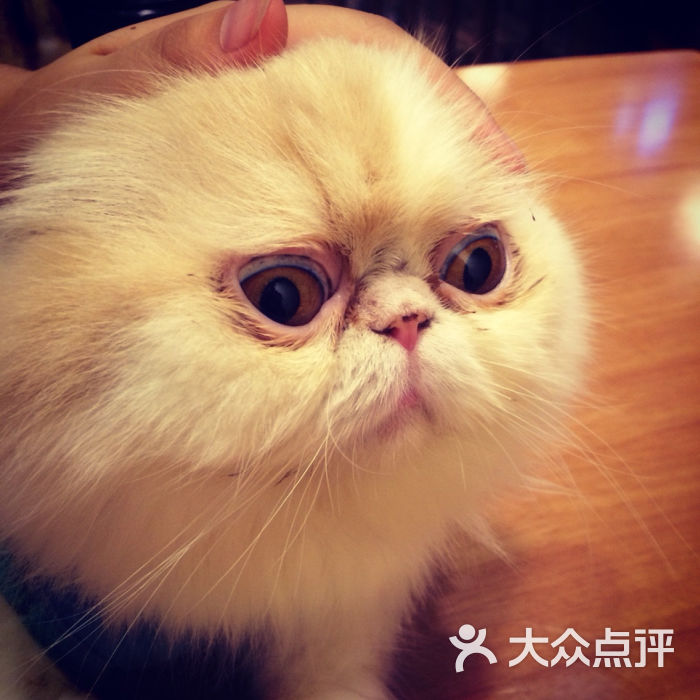 angelacat猫咪主题咖啡馆(新街口店)图片 - 第1148张