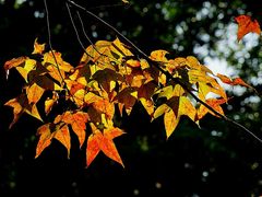 -广州市石门国家森林公园