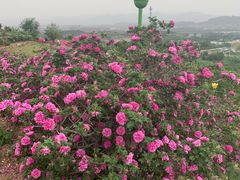 -密云玫瑰情园
