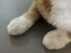 -宠爱国际动物医院·消化内科·心肾内科·ISFM猫友好(望京店)