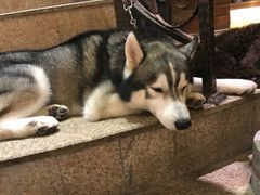 -more than meow吴止猫主题餐厅(承德 中船汇店)