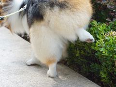 -瑞鹏宠物医院·宠保定点·心脏科·内科(御桥分院)