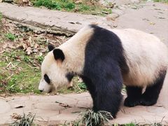 -都江堰中华大熊猫苑