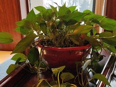 -八府香鸭·啫啫煲(华山路店)